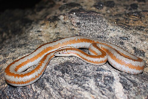 coastal rosy boa